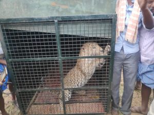 Chitradurga bonige bidda cheeta